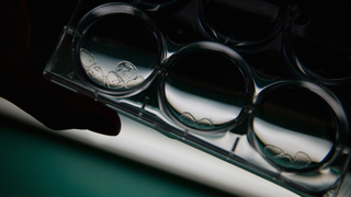Our Grandkids May Be Born From 3D-Printed Ovaries